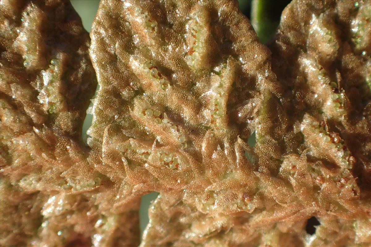 Asplenium ceterach (door Stef van Walsum)