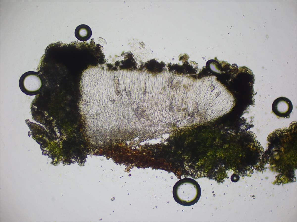 Graphis inustuloides (door Lukas Verboom)
