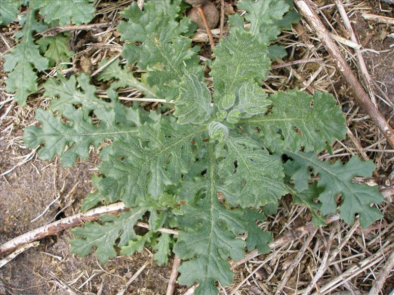 Senecio sylvaticus (door Piet Bremer )