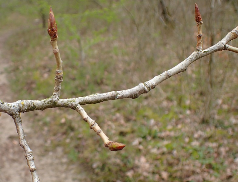 Phaeocalicium populneum (door Tup Näring)