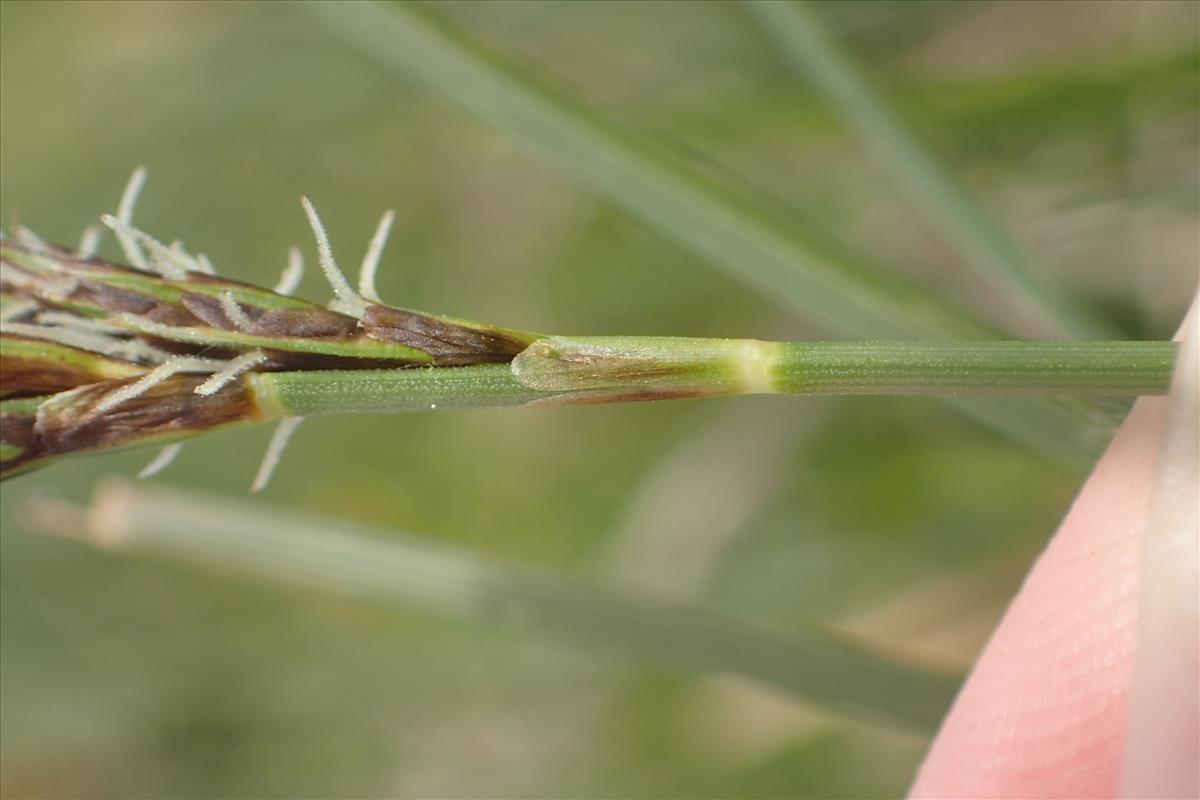 Carex caryophyllea (door Stef van Walsum)