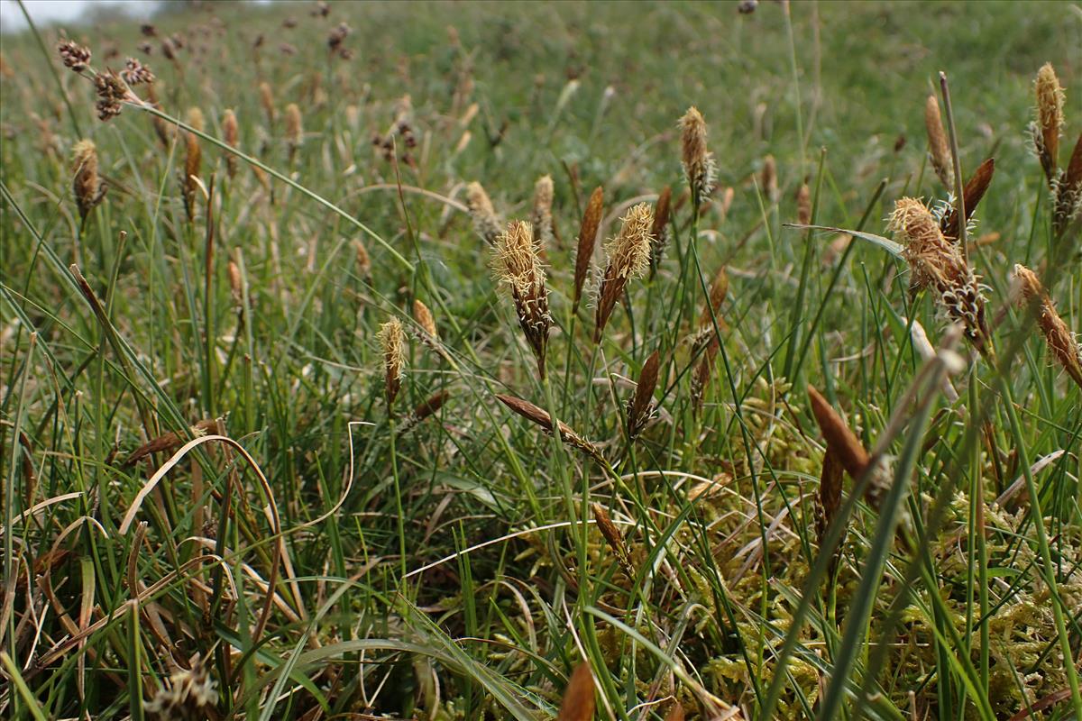 Carex caryophyllea (door Stef van Walsum)