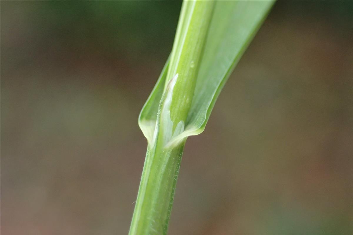 Melica uniflora (door Stef van Walsum)