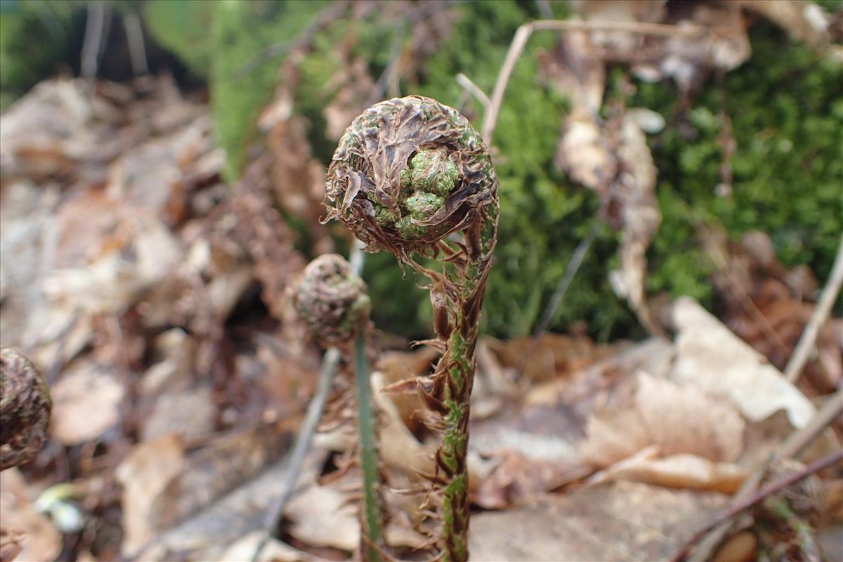 Dryopteris dilatata (door Stef van Walsum)