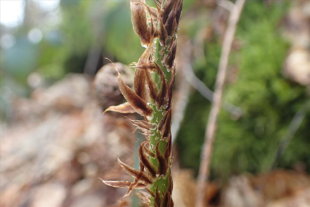 Dryopteris dilatata (door Stef van Walsum)