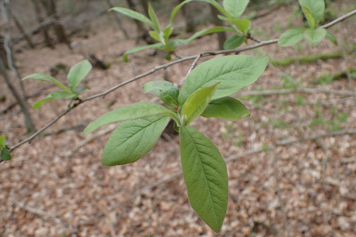 Mespilus germanica (door Stef van Walsum)