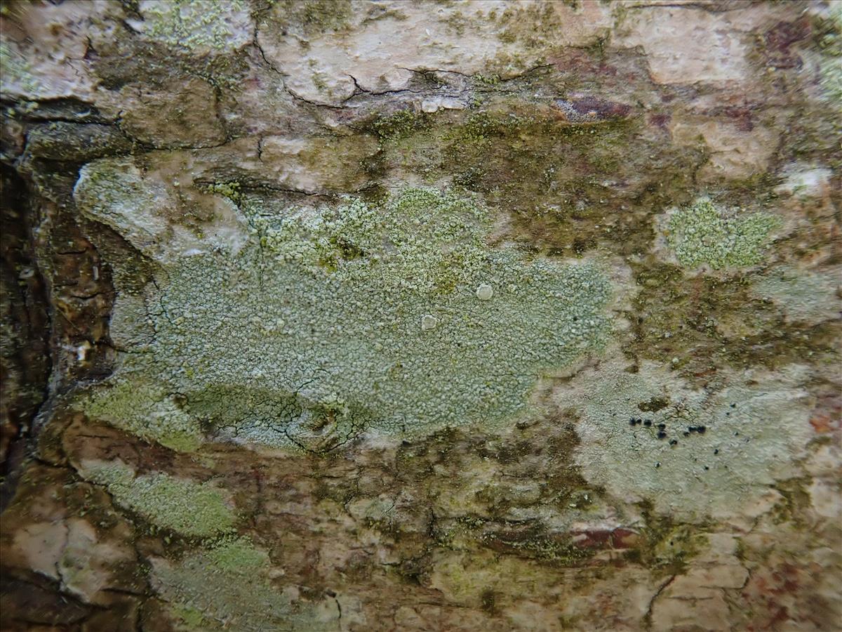 Lecanora confusa (door Lukas Verboom)