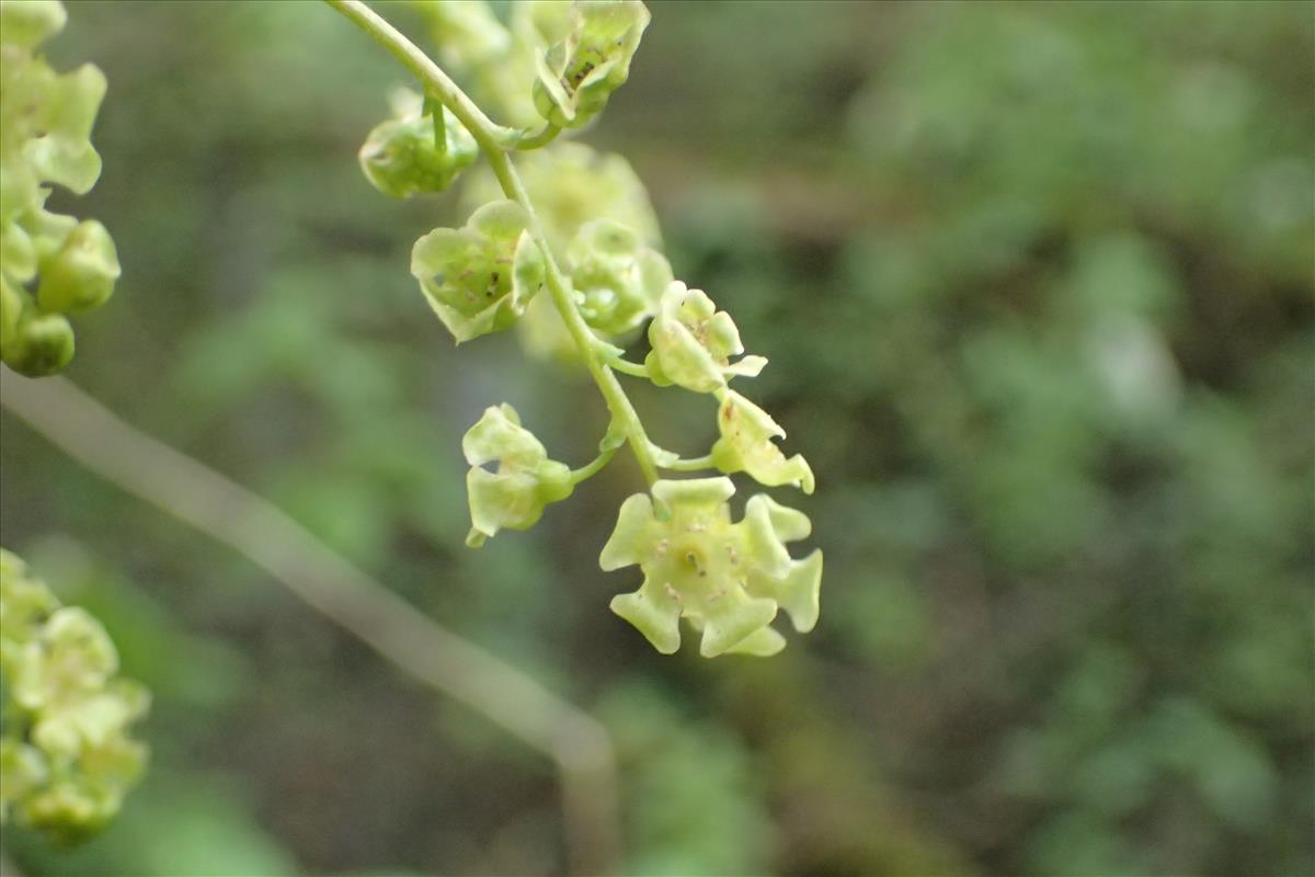 Ribes rubrum var. rubrum (door Stef van Walsum)