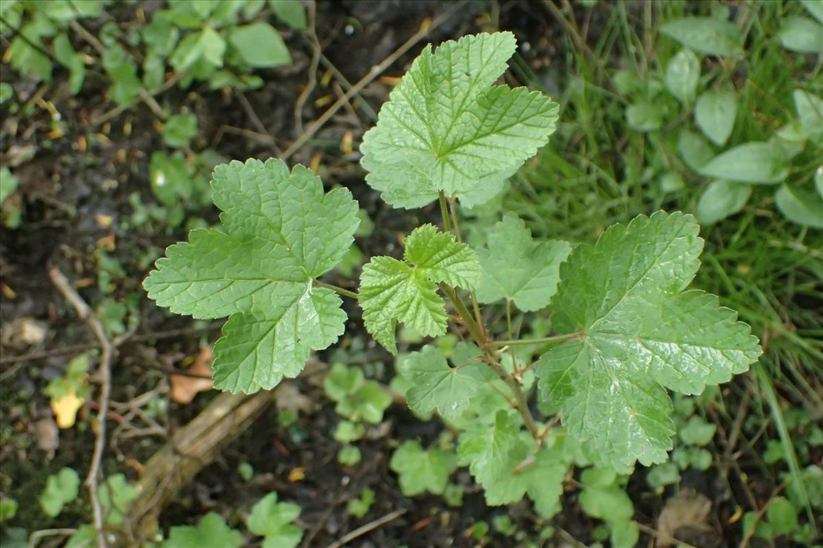 Ribes rubrum var. rubrum (door Stef van Walsum)