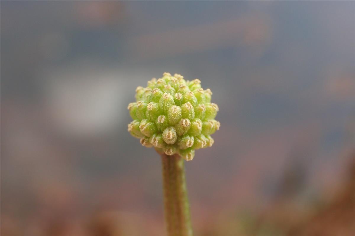 Ficaria ambigua (door Stef van Walsum)