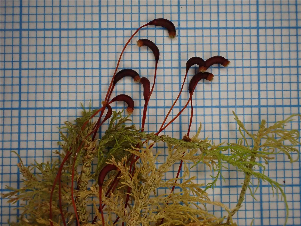 Thuidium tamariscinum (door Lukas Verboom)