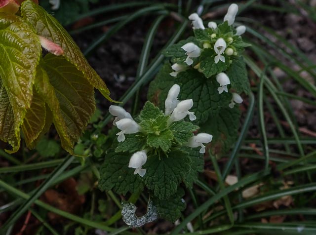 Lamium purpureum (door Peter Hegi)