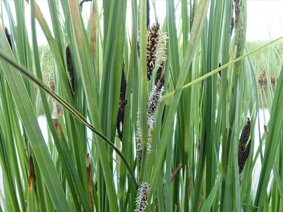 Carex aquatilis (door Edwin Dijkhuis)