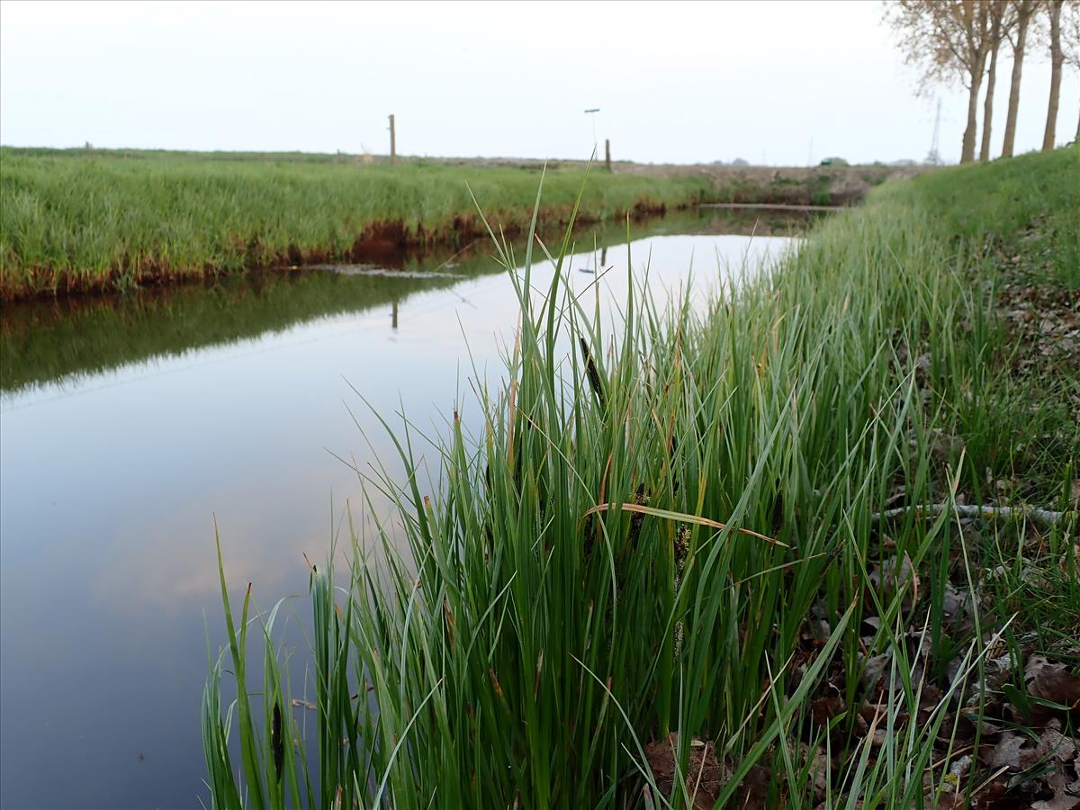 Carex aquatilis (door Edwin Dijkhuis)