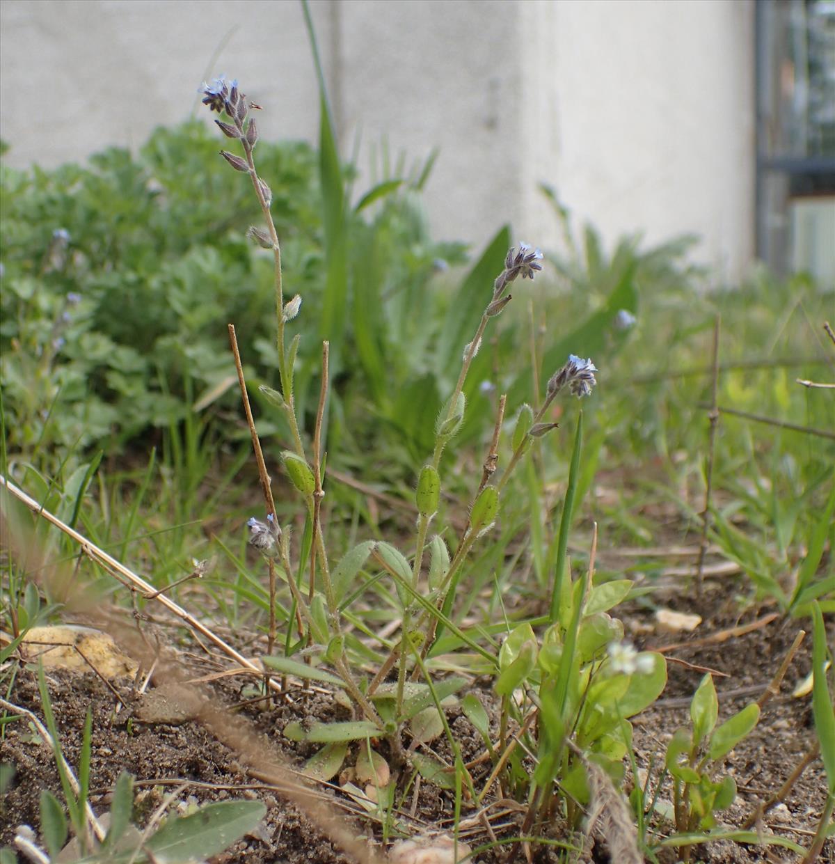 Myosotis stricta (door Stef van Walsum)