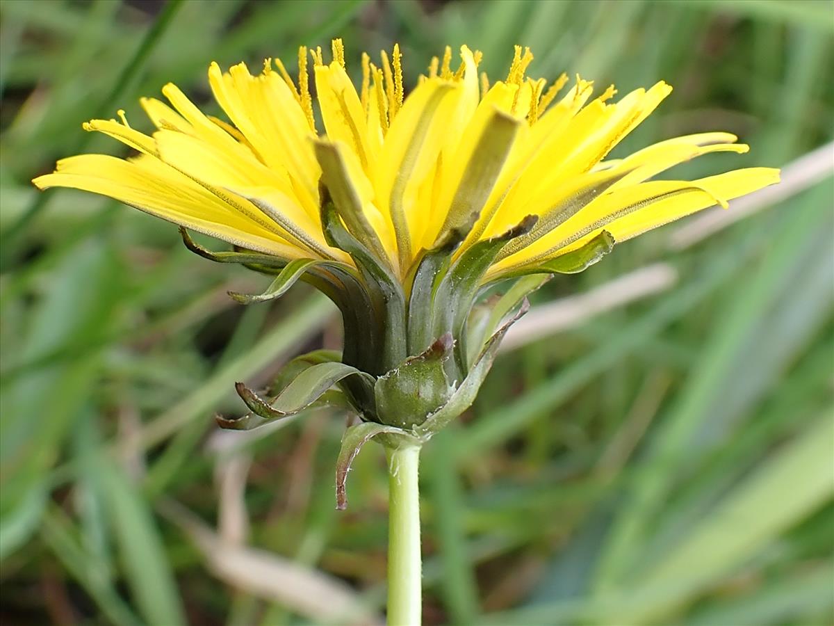 Taraxacum akteum (door Otto Zijlstra)