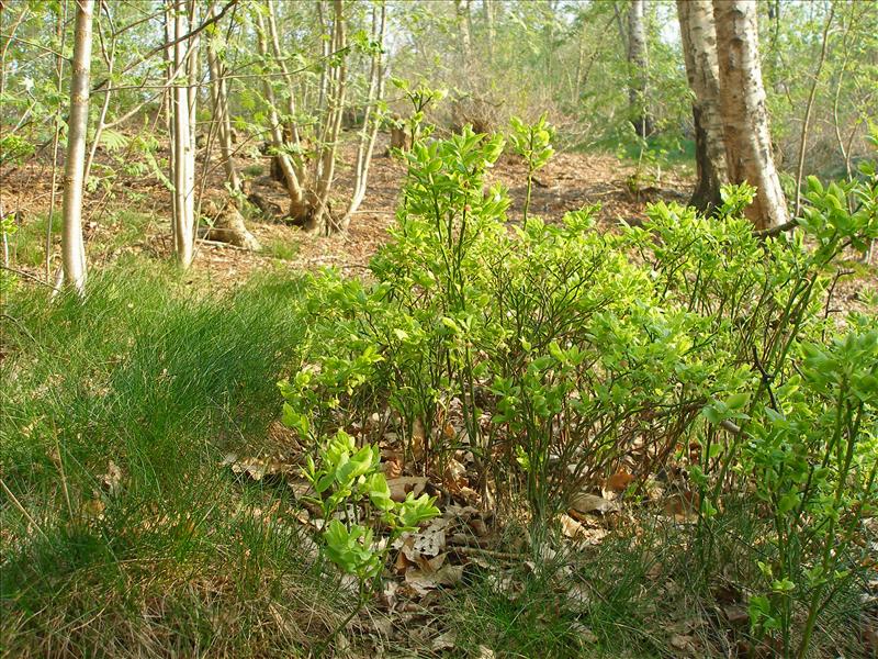 Vaccinium myrtillus (door Piet Bremer )