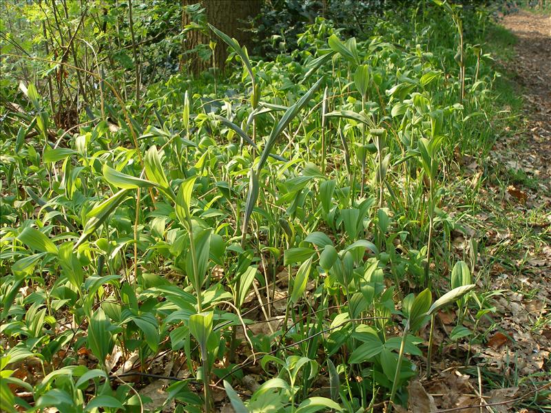 Polygonatum multiflorum (door Piet Bremer )