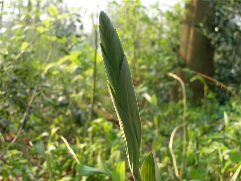 Polygonatum multiflorum (door Piet Bremer )