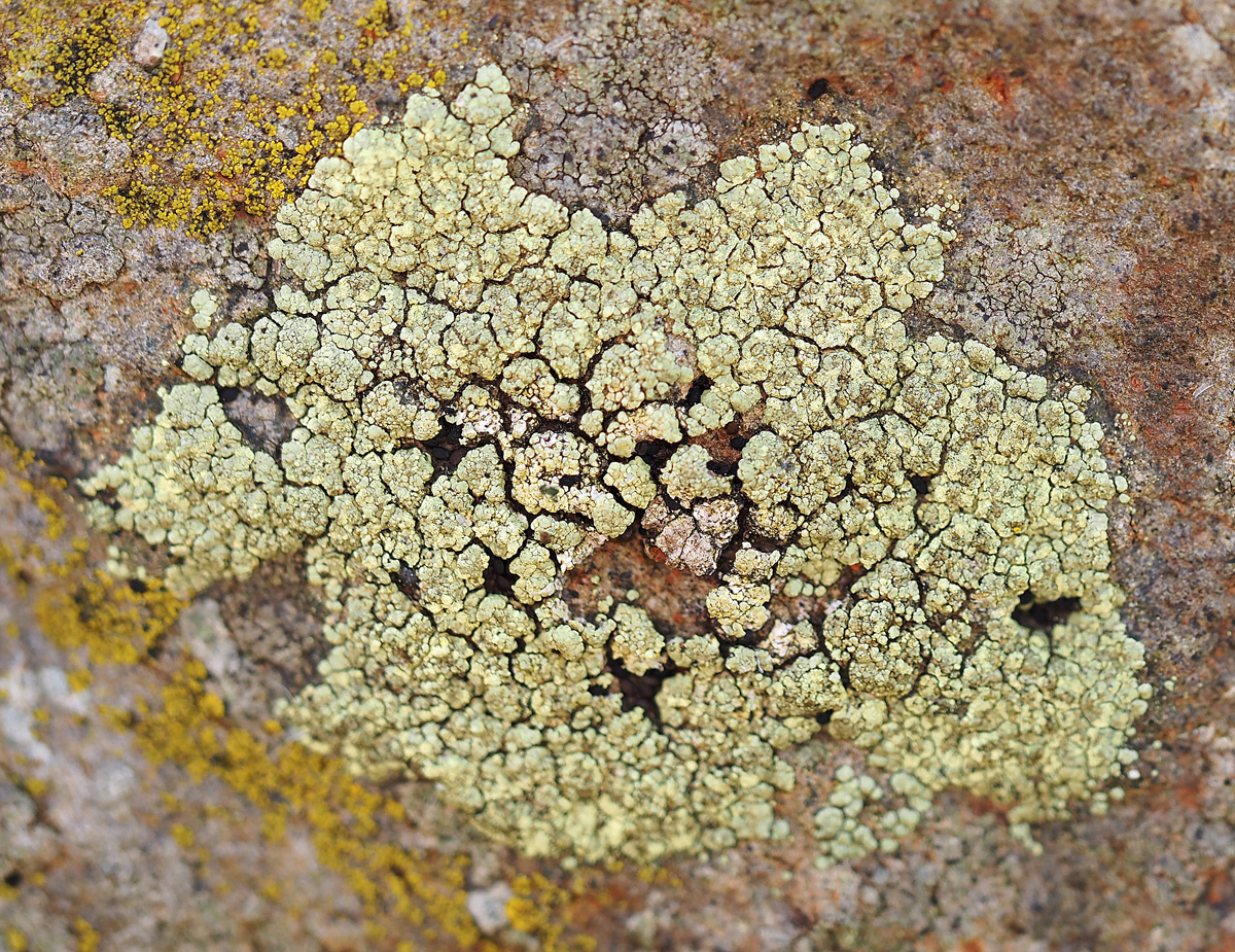 Lecanora subaurea (door Jeroen van der Loop)