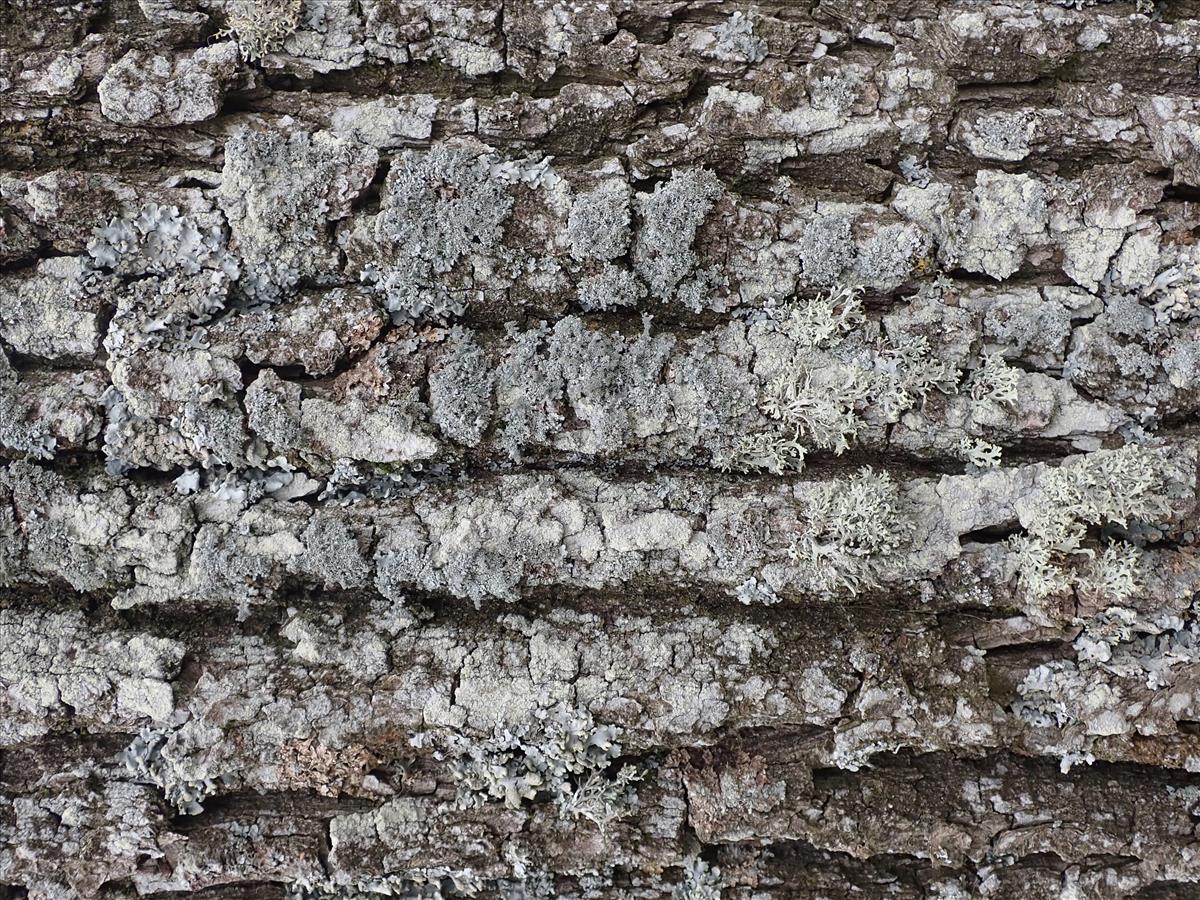 Pseudevernia furfuracea (door Lukas Verboom)