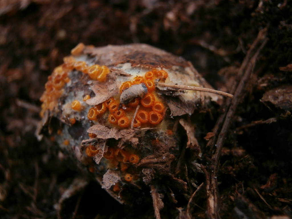 Arachnopeziza aurelia (door Alina en Chris Billekens)