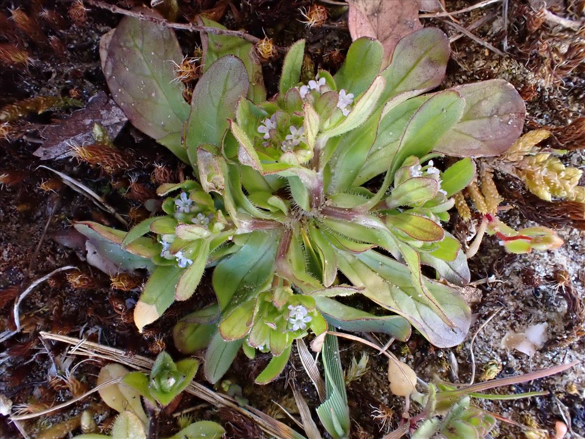 Valerianella carinata (door Laurens Sparrius)