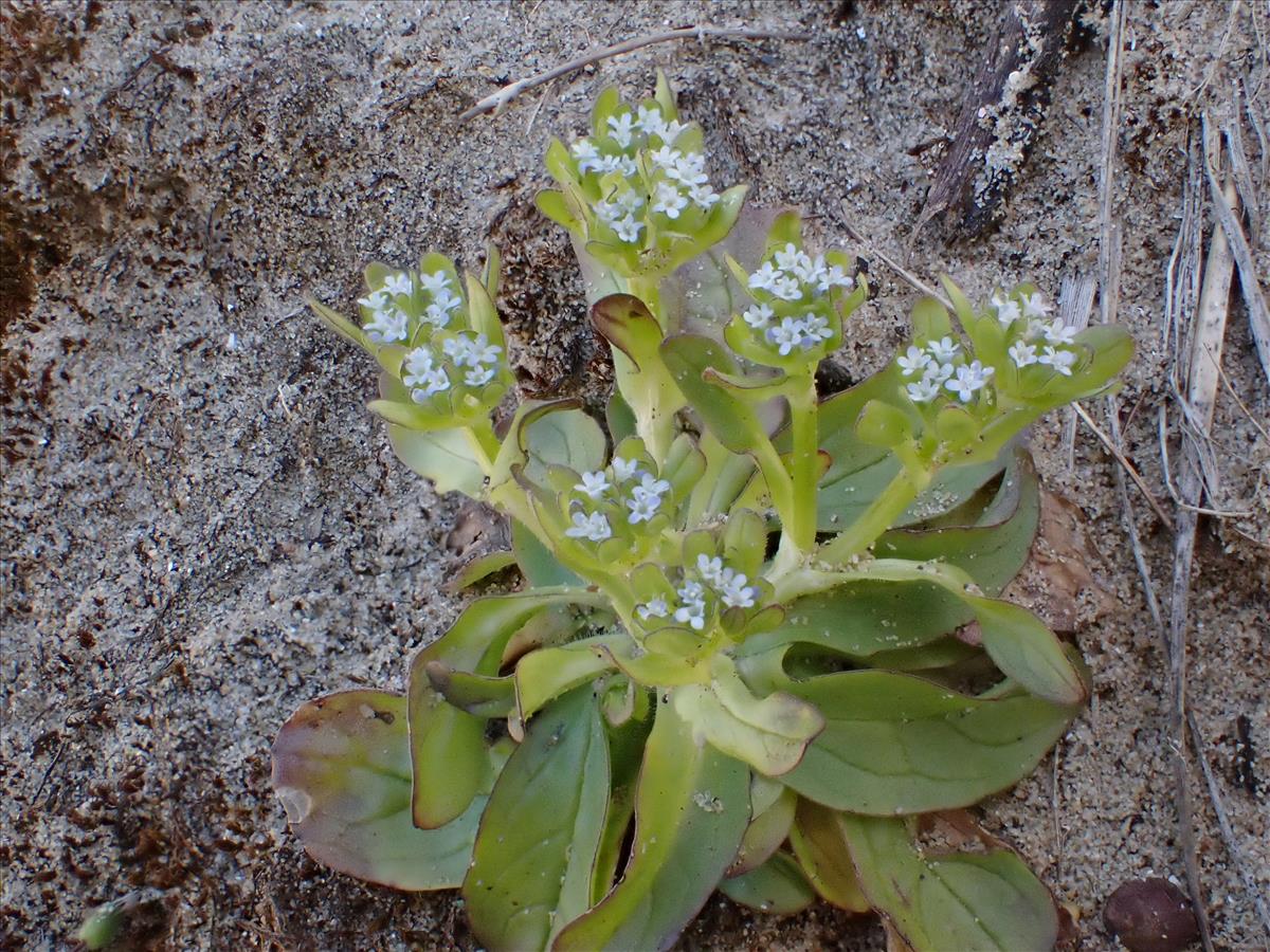 Valerianella carinata (door Laurens Sparrius)