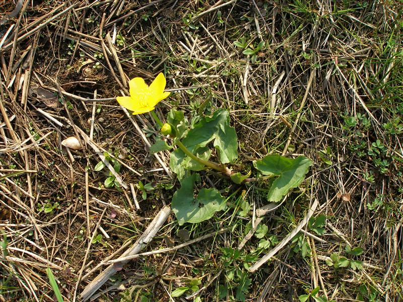 Caltha palustris subsp. palustris (door Piet Bremer )