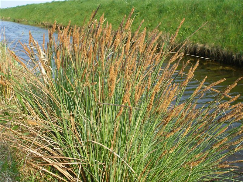 Carex elata (door Piet Bremer )