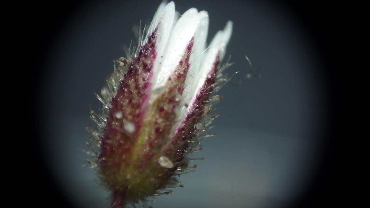 Cerastium pumilum/glutinosum (door Sipke Gonggrijp)