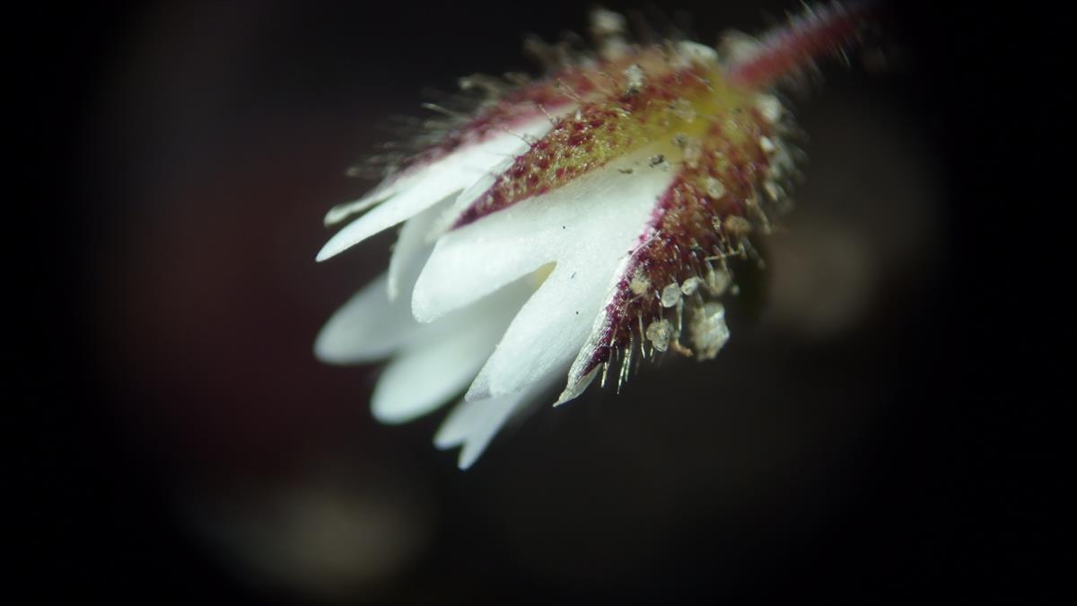 Cerastium pumilum (door Sipke Gonggrijp)