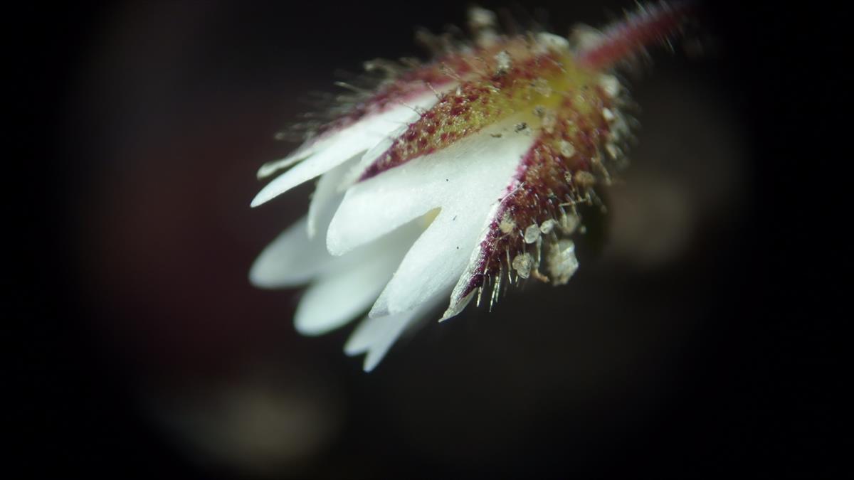 Cerastium pumilum/glutinosum (door Sipke Gonggrijp)