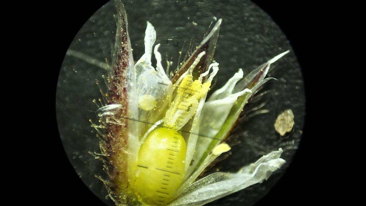 Cerastium pumilum (door Sipke Gonggrijp)
