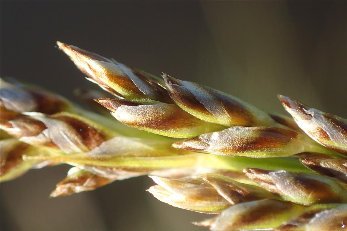 Carex paniculata subsp. paniculata (door Stef van Walsum)