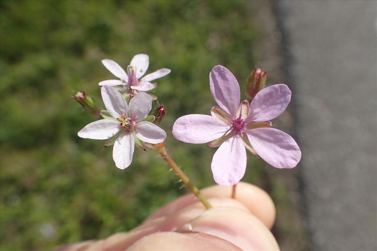 Erodium cicutarium subsp. dunense (door Stef van Walsum)