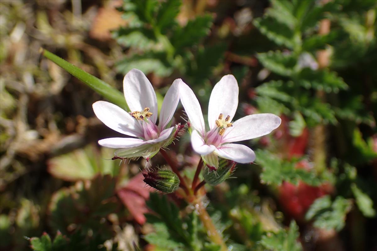 Erodium cicutarium subsp. dunense (door Stef van Walsum)