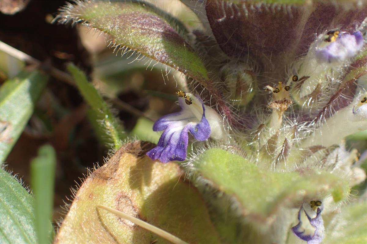 Ajuga pyramidalis (door Stef van Walsum)