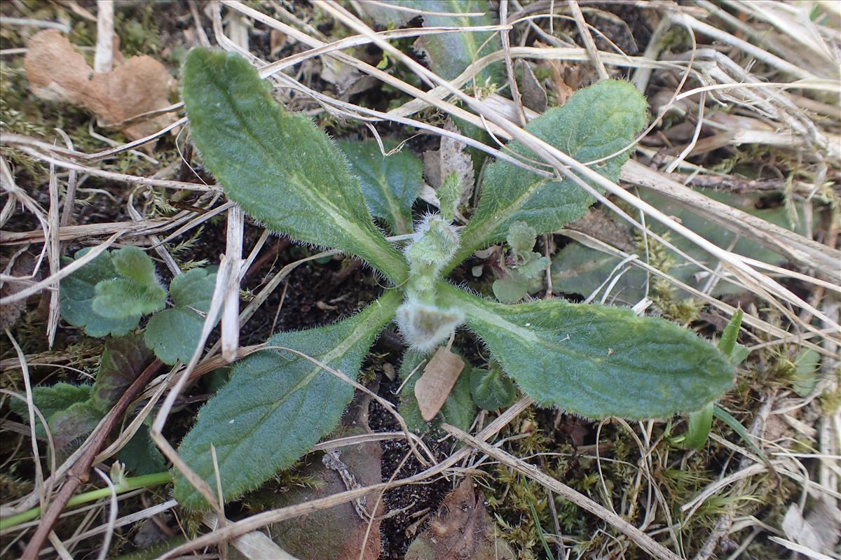 Ajuga pyramidalis (door Stef van Walsum)