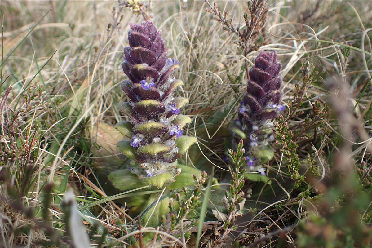 Ajuga pyramidalis (door Stef van Walsum)