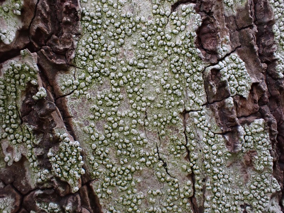 Pertusaria leioplaca (door Lukas Verboom)