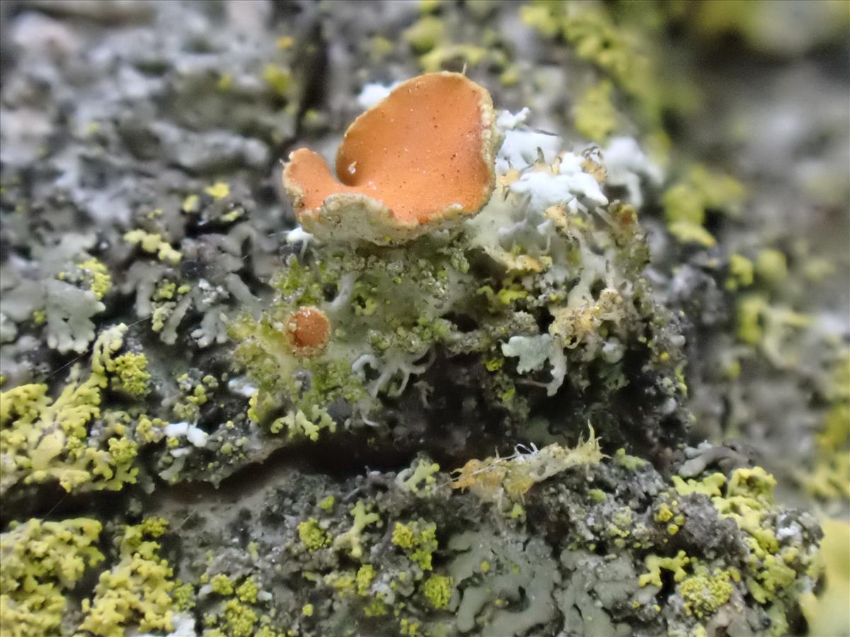 Teloschistes chrysophthalmos (door Lukas Verboom)