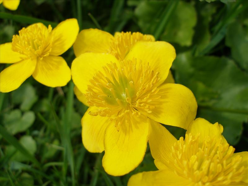 Caltha palustris subsp. palustris (door Piet Bremer )