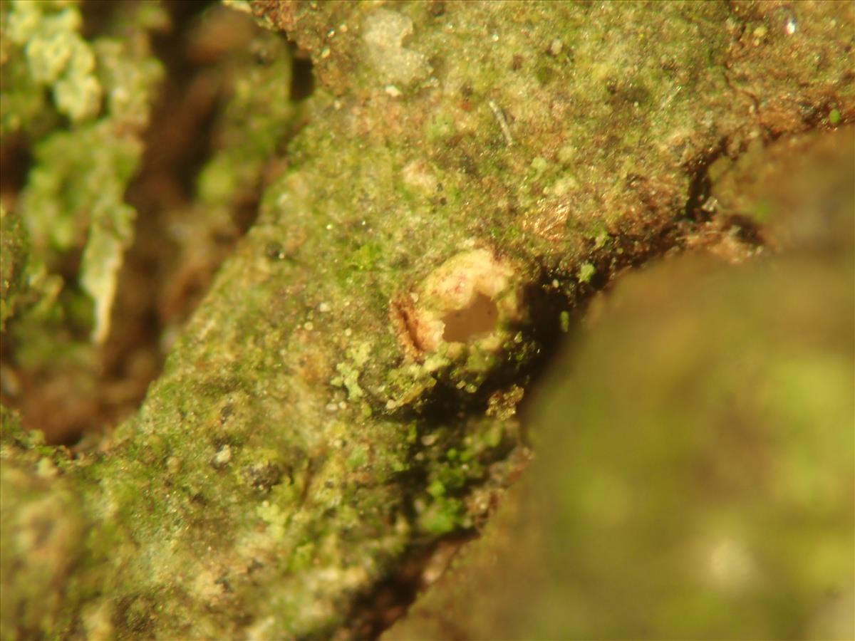 Karstenia chrysophaea (door Lukas Verboom)
