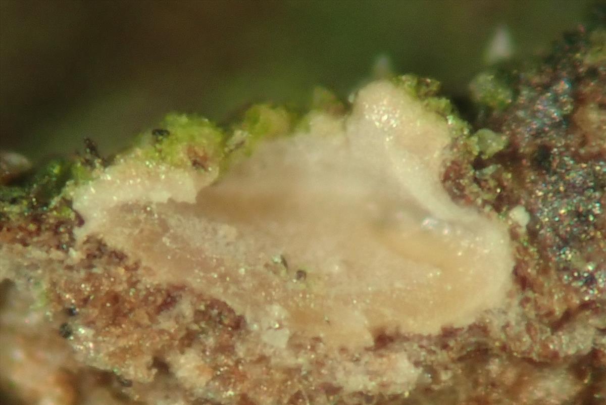Karstenia chrysophaea (door Lukas Verboom)