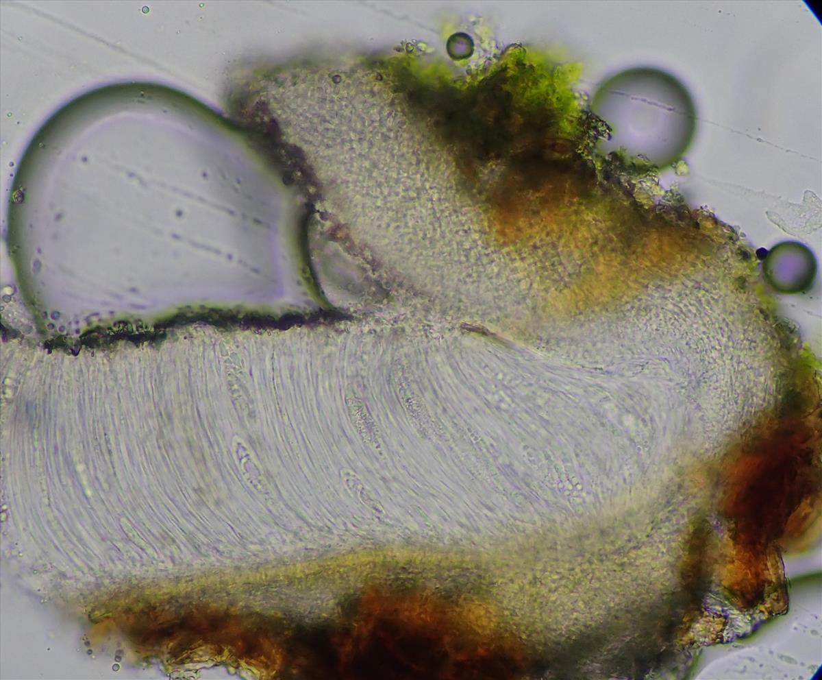 Karstenia chrysophaea (door Lukas Verboom)