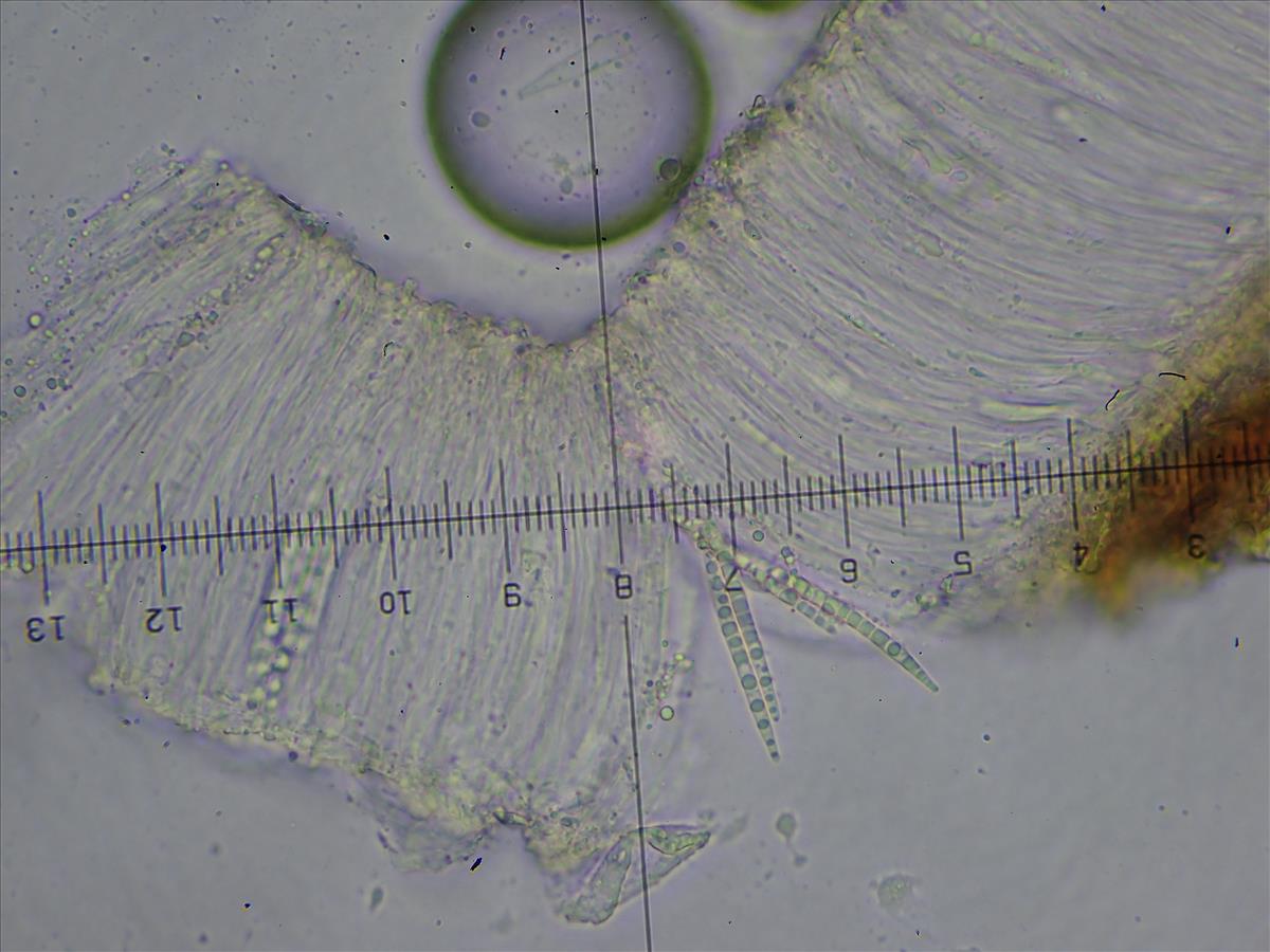 Ramonia chrysophaea (door Lukas Verboom)