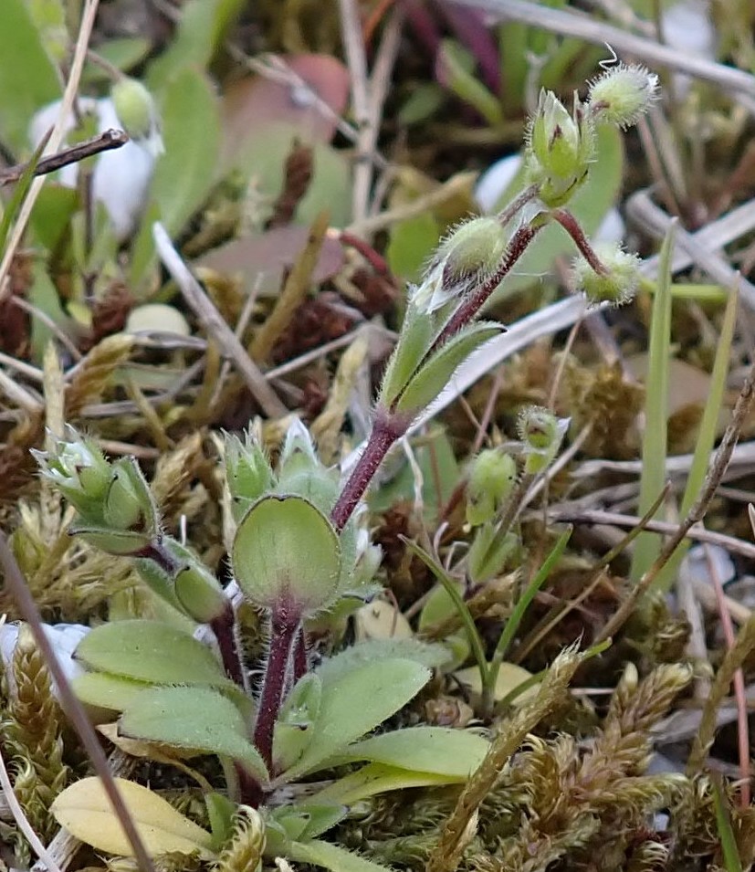 Cerastium pumilum (door Jelle van Dijk)