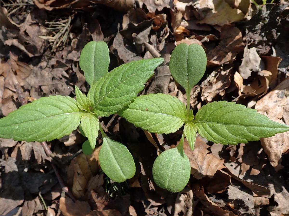 Impatiens parviflora (door Edwin Dijkhuis)