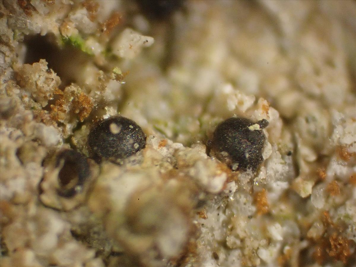 Acrocordia conoidea (door Lukas Verboom)